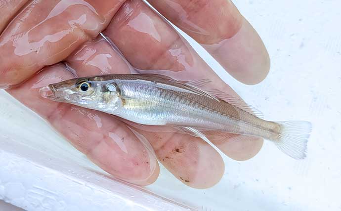 早川港のサビキ釣りで7魚種キャッチ！【神奈川】大雨後の水温低下で魚の活性がアップ