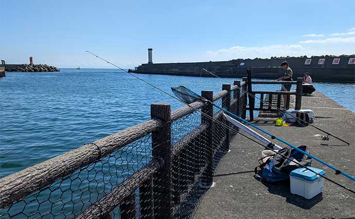 早川港のサビキ釣りで7魚種キャッチ！【神奈川】大雨後の水温低下で魚の活性がアップ