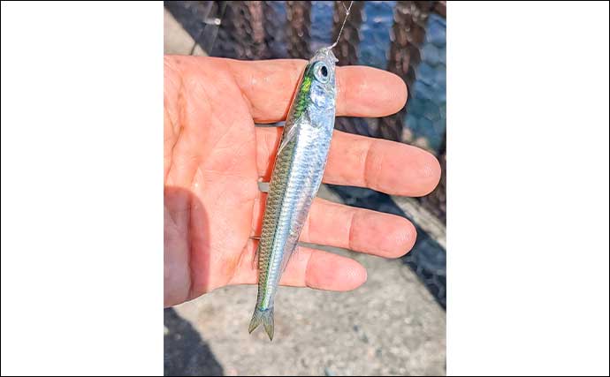 早川港のサビキ釣りで7魚種キャッチ！【神奈川】大雨後の水温低下で魚の活性がアップ