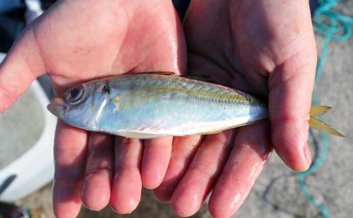 「初心者でも簡単！」サビキ釣りの始め方と便利グッズ完全ガイド