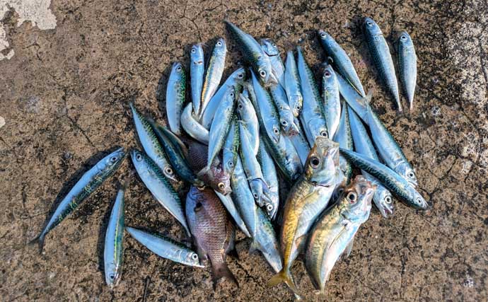 「初心者でも簡単！」サビキ釣りの始め方と便利グッズ完全ガイド