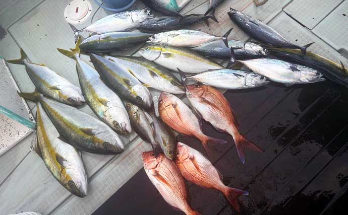 【沖釣り釣果速報】タテ釣りで7kg超マハタ堂々キャッチ＆ヒラマサやマダイも浮上（福井）