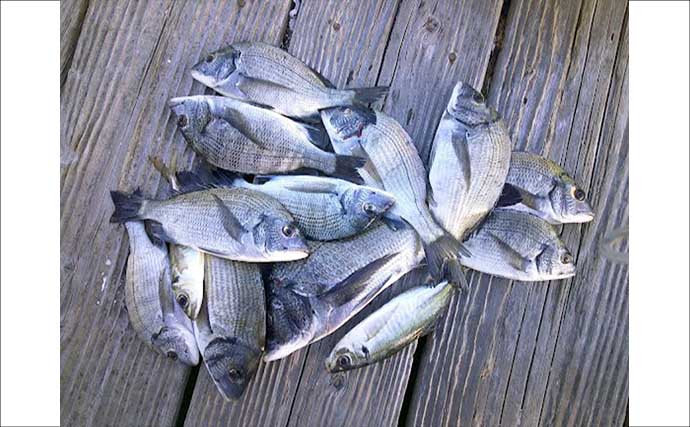 【カカリ釣り釣果速報】年無し53cmキャッチ！クロダイは釣る人31匹と数釣りも好調（三重）