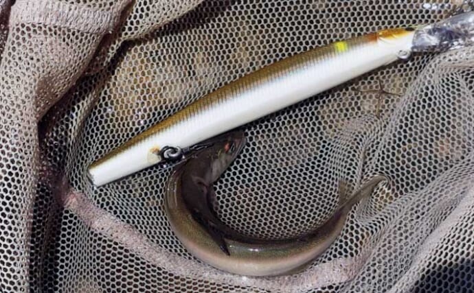 阿木川でアユイング実践！【岐阜】群れに溶け込ませる釣法で湖産アユをキャッチ