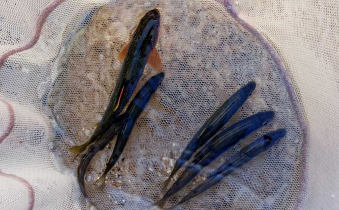 阿木川でアユイング実践！【岐阜】群れに溶け込ませる釣法で湖産アユをキャッチ