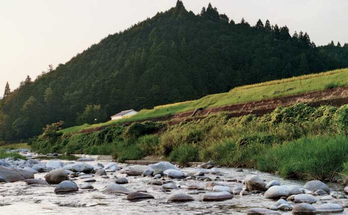 阿木川でアユイング実践！【岐阜】群れに溶け込ませる釣法で湖産アユをキャッチ