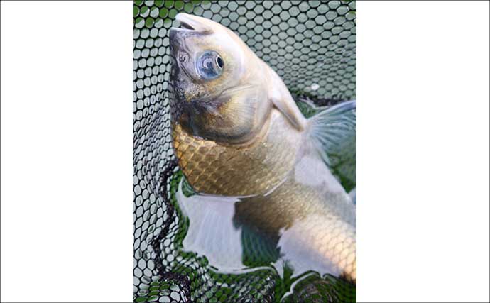 今週の関東ヘラブナ推薦釣り場2025【埼玉県・間瀬湖】