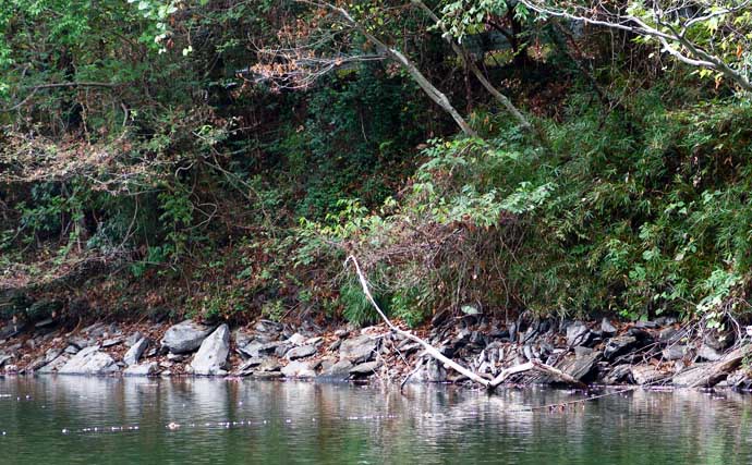 今週の関東ヘラブナ推薦釣り場2025【埼玉県・間瀬湖】