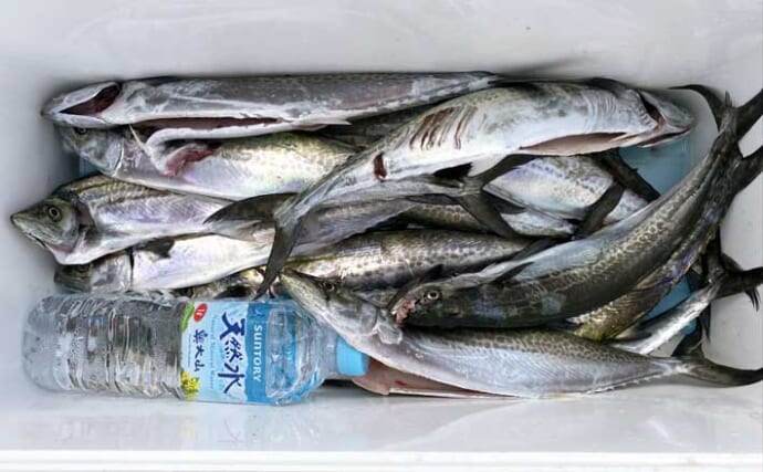 「6時間でサゴシ52匹！驚異の大爆釣！」 時間帯ごとの巻き速度調整が的中【兵庫】