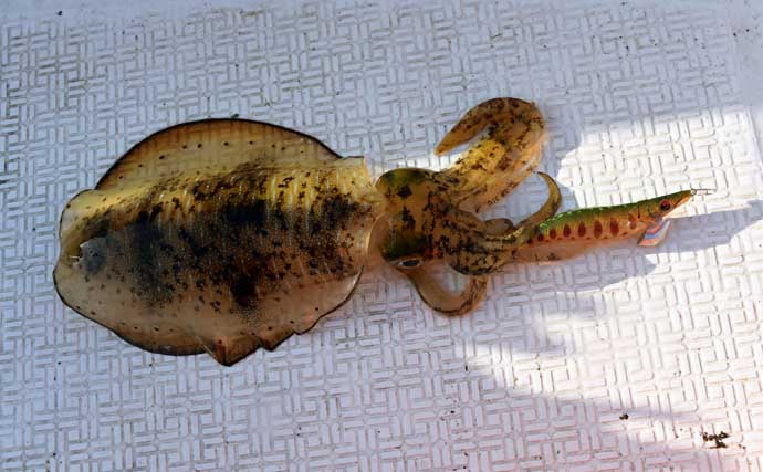 「温暖化で様変わり？」秋のティップランエギング最新攻略法を徹底解説