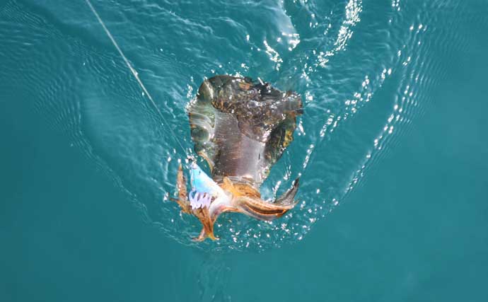 「温暖化で様変わり？」秋のティップランエギング最新攻略法を徹底解説