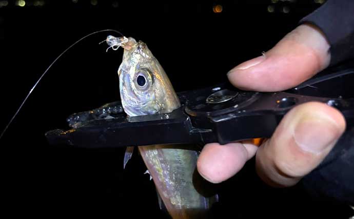 「満月・大潮の釣りは避けた方が良い？」陸っぱりライトゲームで大苦戦【大阪】