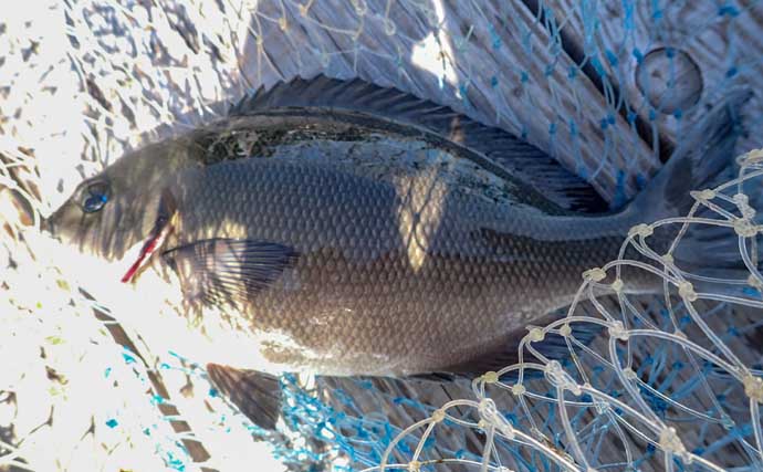 『フィッシングパークTOI』でイサキとメジナを好捕【静岡】イケスの中ではなく外を釣る