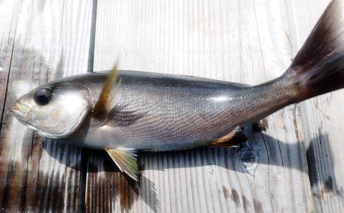 『フィッシングパークTOI』でイサキとメジナを好捕【静岡】イケスの中ではなく外を釣る