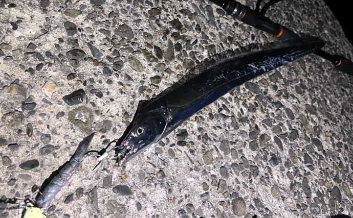 大阪泉南の漁港でタチウオ2本をキャッチ！　テンヤ釣り初挑戦での釣果に大興奮