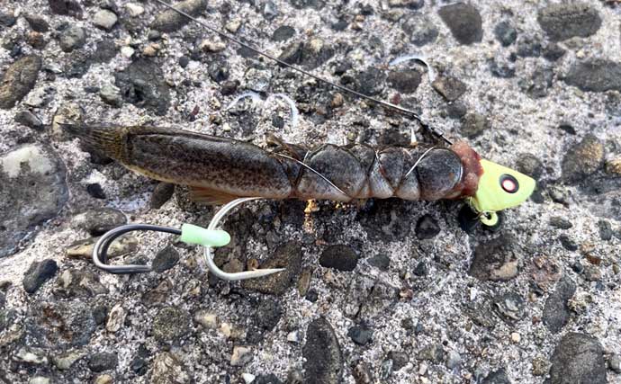 大阪泉南の漁港でタチウオ2本をキャッチ！　テンヤ釣り初挑戦での釣果に大興奮