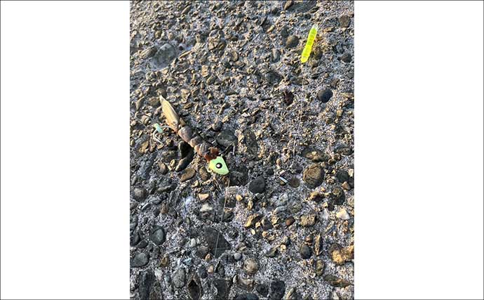 大阪泉南の漁港でタチウオ2本をキャッチ！　テンヤ釣り初挑戦での釣果に大興奮