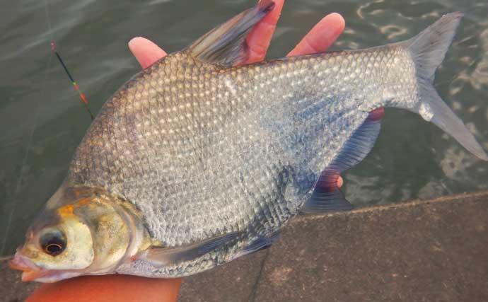 常陸利根川でのウキ釣りでアメリカナマズにダントウボウが連発【茨城】4魚種をキャッチ