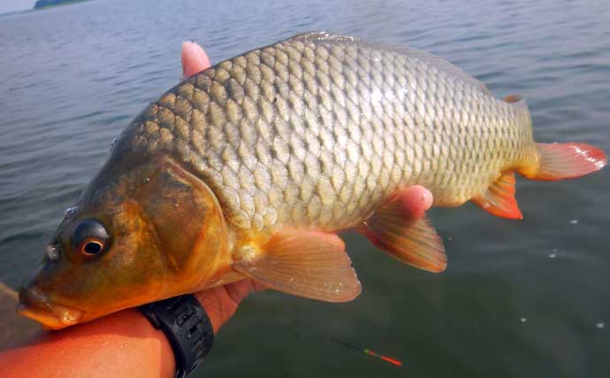 常陸利根川でのウキ釣りでアメリカナマズにダントウボウが連発【茨城】4魚種をキャッチ