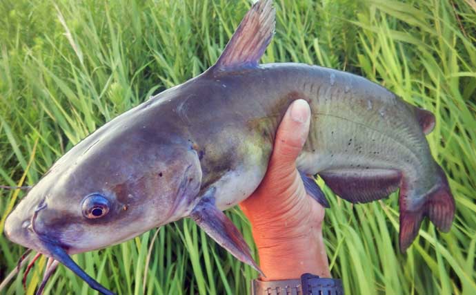 常陸利根川でのウキ釣りでアメリカナマズにダントウボウが連発【茨城】4魚種をキャッチ