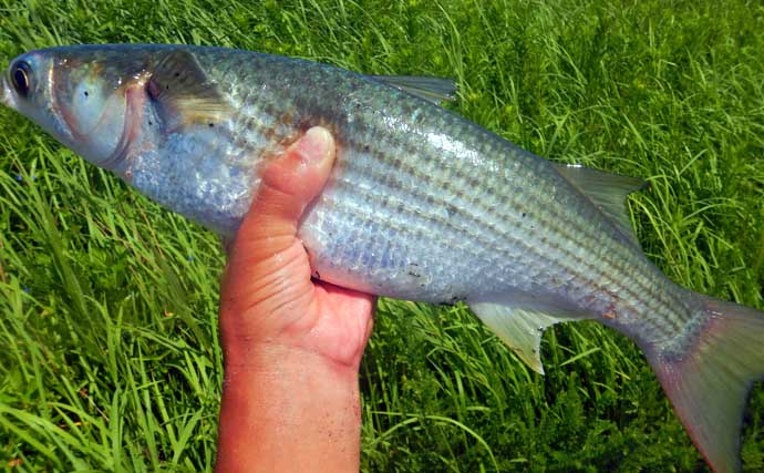常陸利根川でのウキ釣りでアメリカナマズにダントウボウが連発【茨城】4魚種をキャッチ