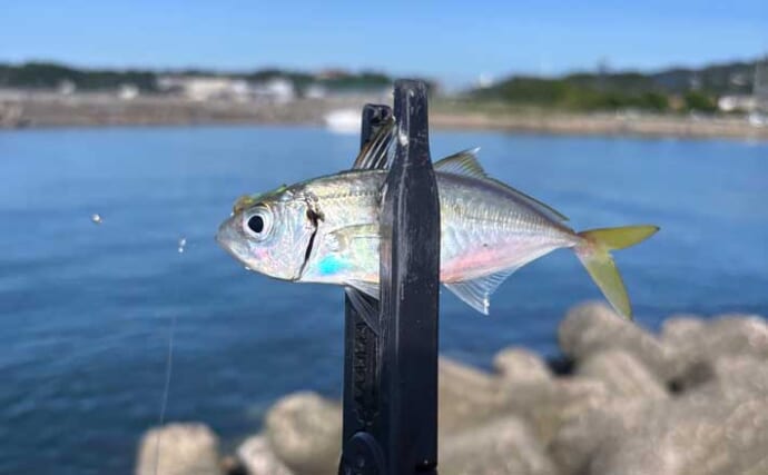 深日港での陸っぱりタチウオゲームで本命不発もジグサビキでボウズ逃れ成功【大阪】
