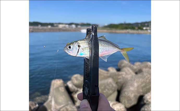 深日港での陸っぱりタチウオゲームで本命不発もジグサビキでボウズ逃れ成功【大阪】