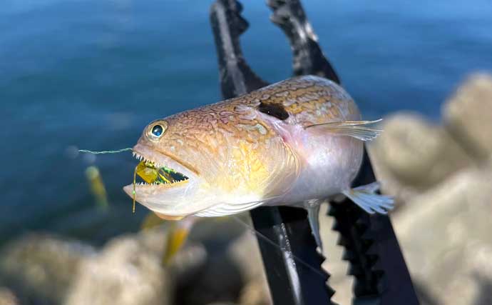 深日港での陸っぱりタチウオゲームで本命不発もジグサビキでボウズ逃れ成功【大阪】