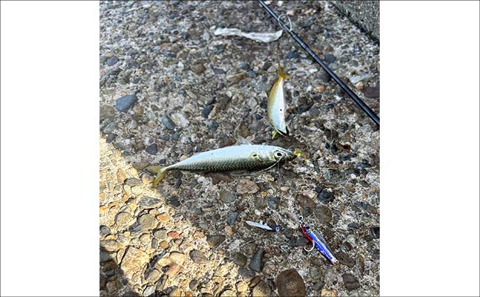 深日港での陸っぱりタチウオゲームで本命不発もジグサビキでボウズ逃れ成功【大阪】