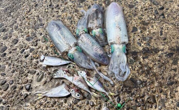 秋シーズン初のヤエン釣りでアオリイカ4杯【福井・茂原人工海水浴場】豆アジでの釣り方も解説