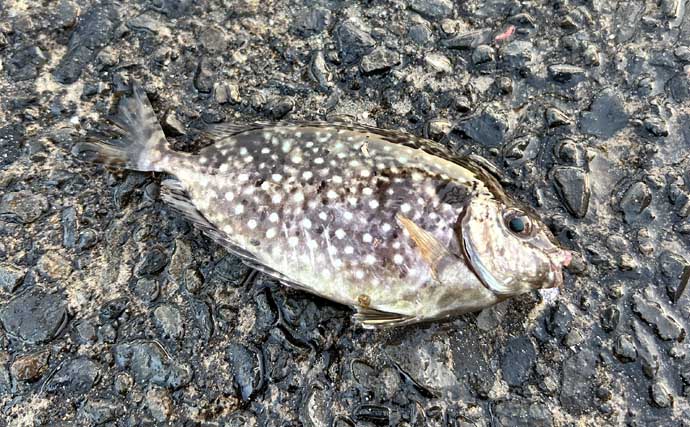 秋シーズン初のヤエン釣りでアオリイカ4杯【福井・茂原人工海水浴場】豆アジでの釣り方も解説