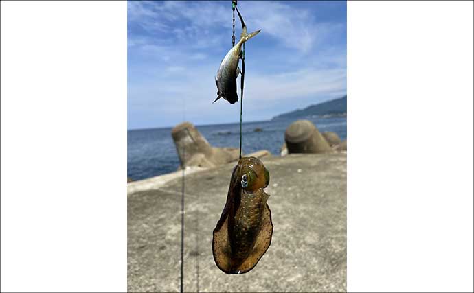 秋シーズン初のヤエン釣りでアオリイカ4杯【福井・茂原人工海水浴場】豆アジでの釣り方も解説