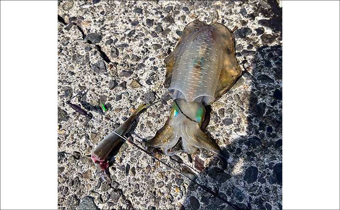 秋シーズン初のヤエン釣りでアオリイカ4杯【福井・茂原人工海水浴場】豆アジでの釣り方も解説