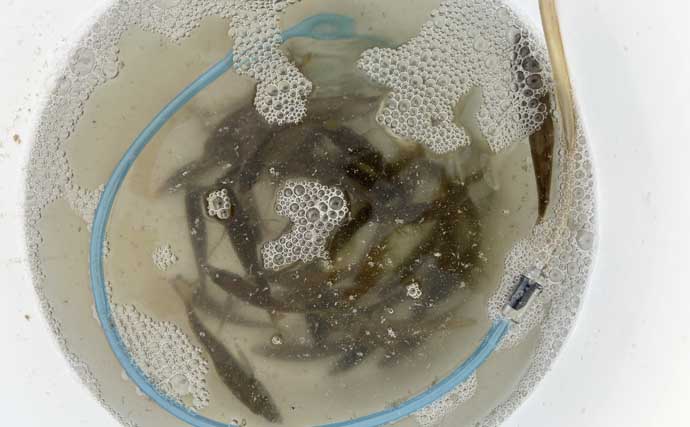 秋シーズン初のヤエン釣りでアオリイカ4杯【福井・茂原人工海水浴場】豆アジでの釣り方も解説