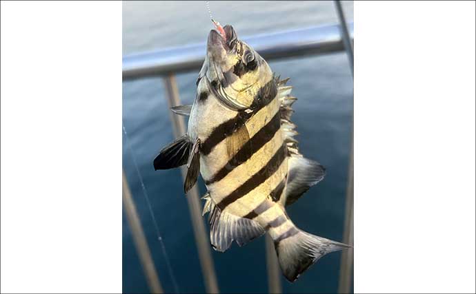 秋シーズン初のヤエン釣りでアオリイカ4杯【福井・茂原人工海水浴場】豆アジでの釣り方も解説