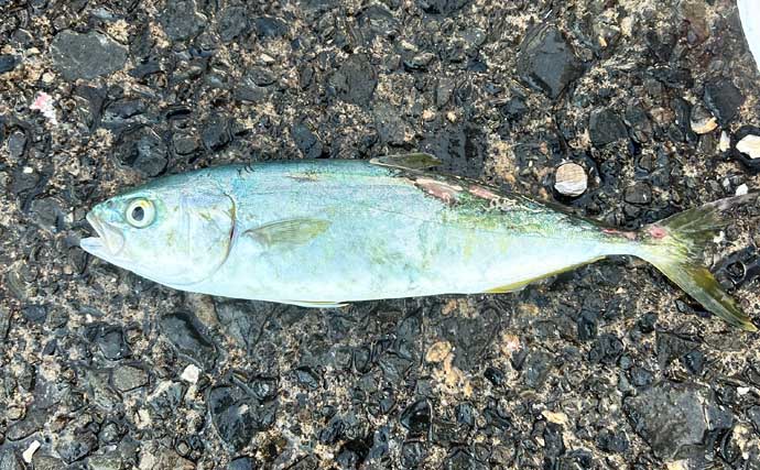 秋シーズン初のヤエン釣りでアオリイカ4杯【福井・茂原人工海水浴場】豆アジでの釣り方も解説