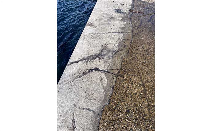 秋シーズン初のヤエン釣りでアオリイカ4杯【福井・茂原人工海水浴場】豆アジでの釣り方も解説