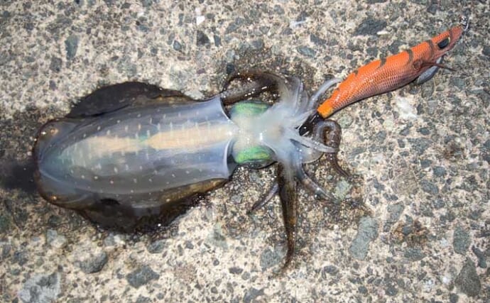 初心者同行のエギング釣行でアテンドに大苦戦【福井】風裏＆明るさの必要性を痛感