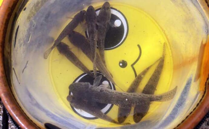 ファミリー向け釣り場でハゼが連発！　秋深まれば大型狙いのチャンス