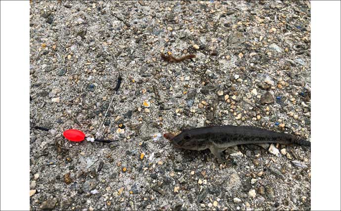 ファミリー向け釣り場でハゼが連発！　秋深まれば大型狙いのチャンス