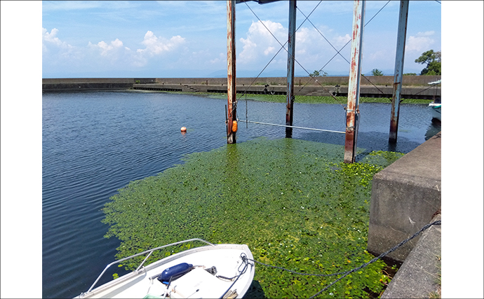 小学6年生が琵琶湖での陸っぱりバス釣りに挑戦！ソフトベイトで本命バス連打成功！