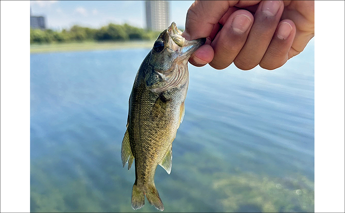 小学6年生が琵琶湖での陸っぱりバス釣りに挑戦！ソフトベイトで本命バス連打成功！