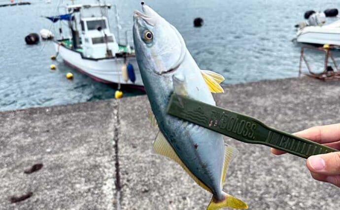 「普段と違うが楽しい！」沼津遠征釣行でワカシ2桁釣果【静岡】遠投カゴ釣りで手中