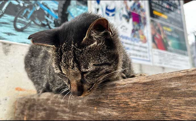 「普段と違うが楽しい！」沼津遠征釣行でワカシ2桁釣果【静岡】遠投カゴ釣りで手中
