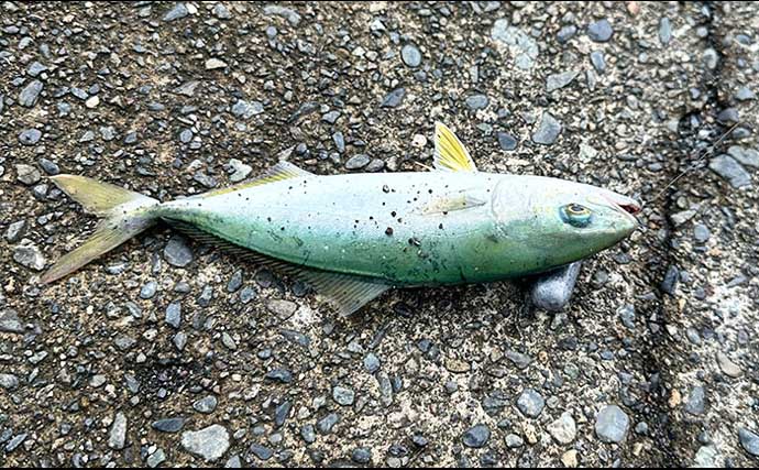 「普段と違うが楽しい！」沼津遠征釣行でワカシ2桁釣果【静岡】遠投カゴ釣りで手中