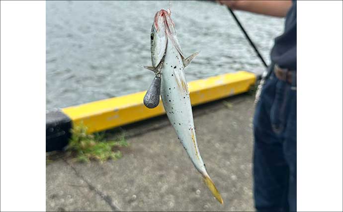 「普段と違うが楽しい！」沼津遠征釣行でワカシ2桁釣果【静岡】遠投カゴ釣りで手中