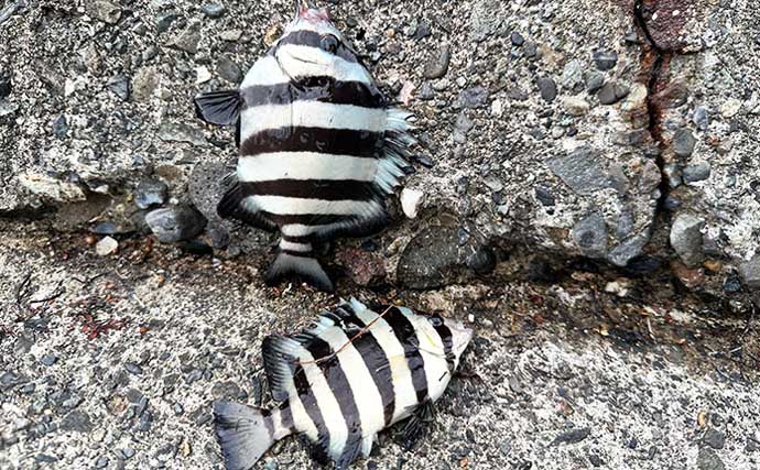 「普段と違うが楽しい！」沼津遠征釣行でワカシ2桁釣果【静岡】遠投カゴ釣りで手中