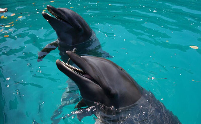 【イルカとクジラの違い】は全長が4m以上かどうか　分類上は同じ仲間で違いは大きさだけ