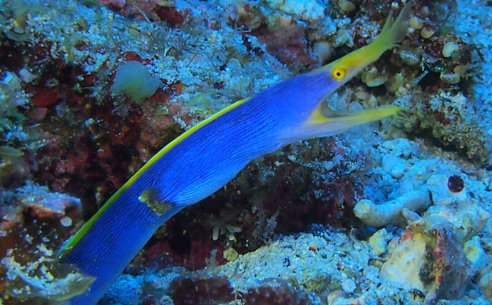 海のギャング【ウツボの仲間】は家で飼育できる？ 初心者にもオススメの3種を紹介