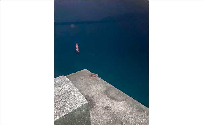 紀伊長島エリアのナイトアジングで豆アジをキャッチ！【三重】常夜灯周りで連続ヒット